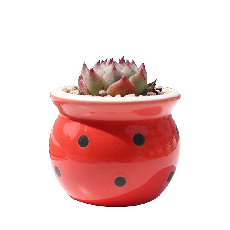 Ceramic Succulent Flower Pot