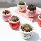 Ceramic Succulent Flower Pot