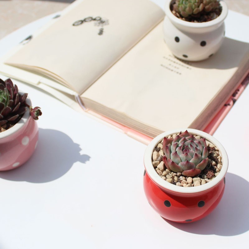 Ceramic Succulent Flower Pot